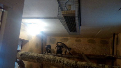 Обогреватель ИкоЛайн в вольере с обезьянками в Парке птиц Воробьи